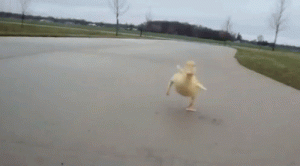 Me muero es un patito corriendo!